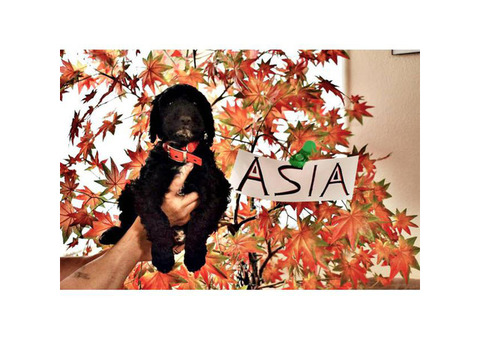 9 weeks old Standard poodle puppies now available