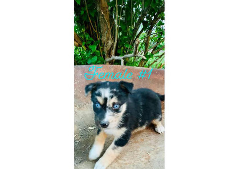 Seven Ausky Puppies for Sale