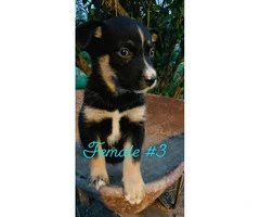 Seven Ausky Puppies for Sale - 2