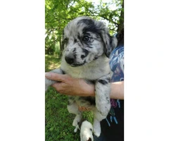 6 aussie cross puppies available - 1
