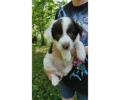 6 aussie cross puppies available - 2