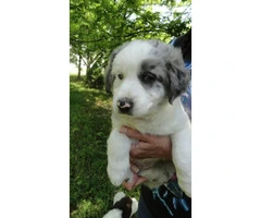 6 aussie cross puppies available - 3