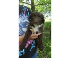 6 aussie cross puppies available - 4