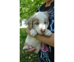 6 aussie cross puppies available - 5