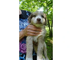 6 aussie cross puppies available - 6