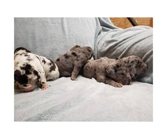 11 great Dane puppies for sale