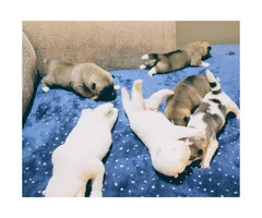 3 boys and 3 girls Akita Puppies