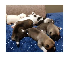 3 boys and 3 girls Akita Puppies - 2