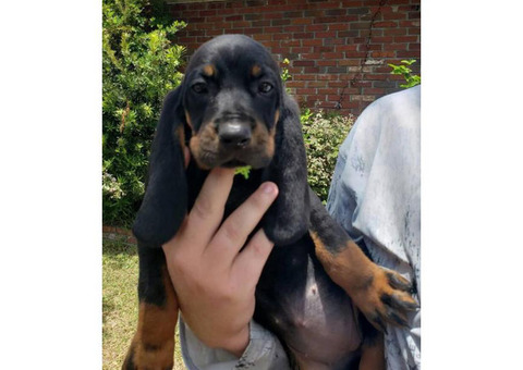 Black and Tan Coonhound Puppies 8 weeks old