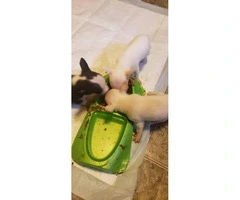 Chihuahua Teacup puppies for Sale