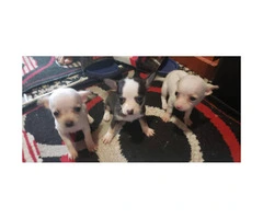 Chihuahua Teacup puppies for Sale - 2