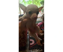 Chihuahua Teacup puppies for Sale - 3