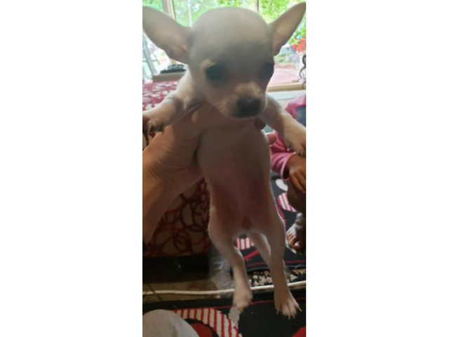 Chihuahua Teacup puppies for Sale in Charlotte, North