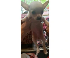 Chihuahua Teacup puppies for Sale - 4