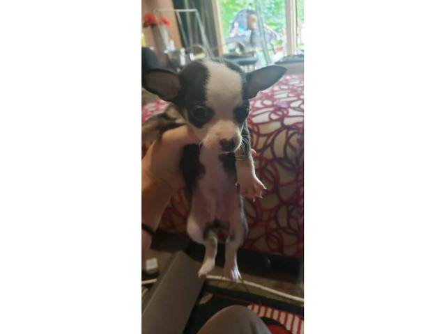 Chihuahua Teacup puppies for Sale in Charlotte, North