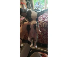 Chihuahua Teacup puppies for Sale - 5