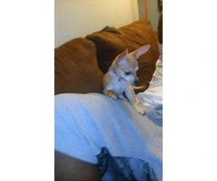 Chihuahua Teacup puppies for Sale - 6