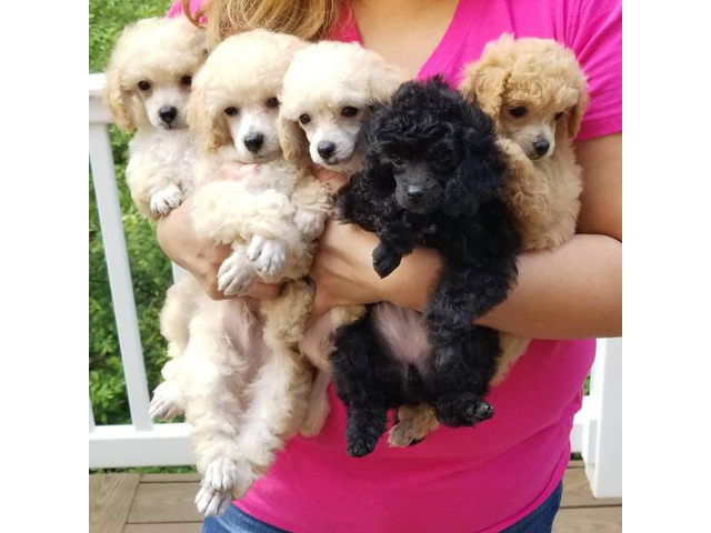 tiny toy poodle puppies for sale near me