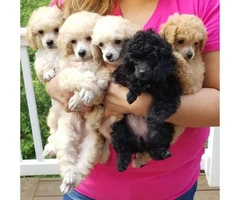For Sale Tiny toy poodle puppies