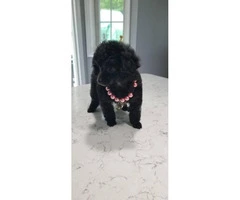 For Sale Tiny toy poodle puppies - 2
