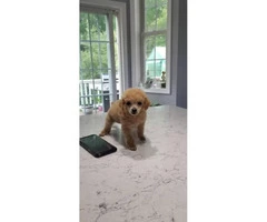 For Sale Tiny toy poodle puppies - 3