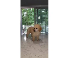 For Sale Tiny toy poodle puppies - 4