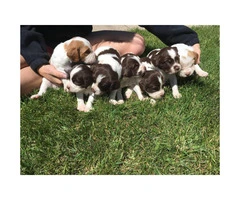Lovely litter of Brittany pups - 2