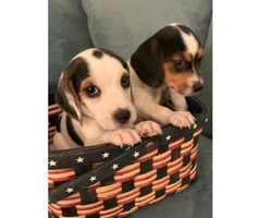 Cute mini beagle puppies for sale - 1
