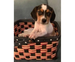 Cute mini beagle puppies for sale - 2