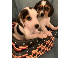 beagle puppies mini cute near