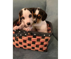 puppies beagle mini cute aberdeen maryland
