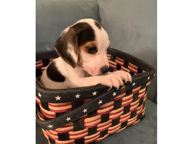Cute mini beagle puppies for sale in Aberdeen, Maryland ...