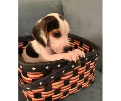 Cute mini beagle puppies for sale - 5