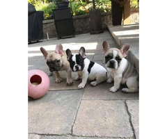3 gorgeous french bulldog puppies - 1