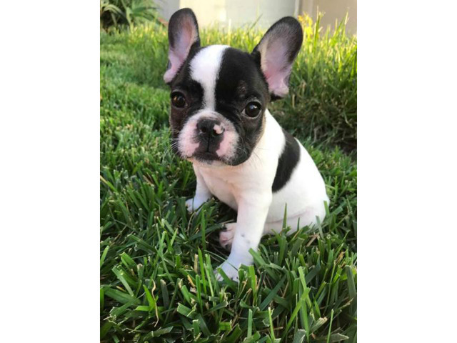 French Bulldog Breeders For Sale Near Me - Bulldog Lover