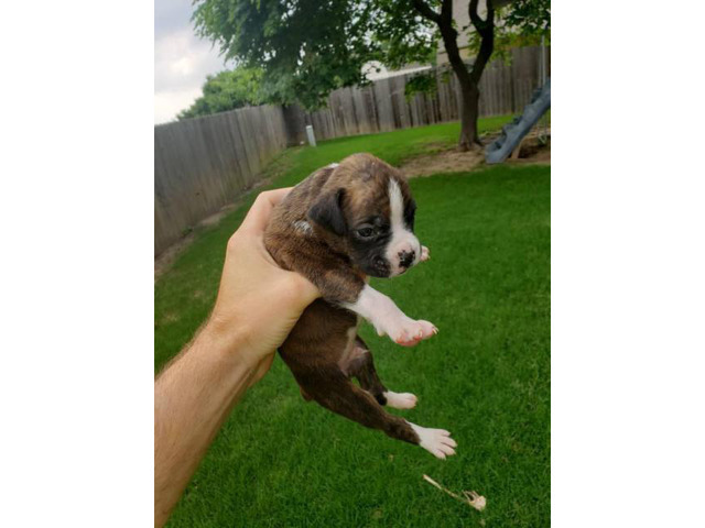 4 Boxers of puppies ready to go in Oklahoma City, Oklahoma - Puppies