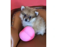 Pomeranian male and female puppies - 1
