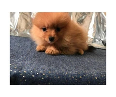 Pomeranian male and female puppies - 2