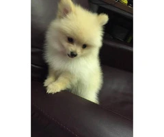 Pomeranian male and female puppies - 3