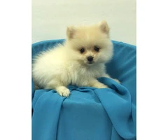 Pomeranian male and female puppies - 4