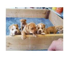 6 Full blood Red Nose Pitbull puppies - 3