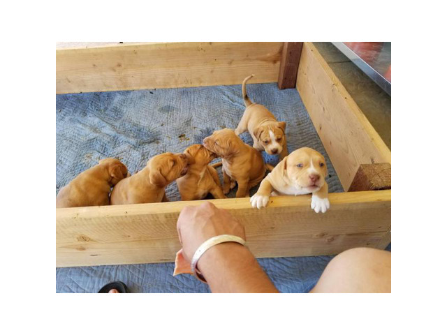 full breed red nose pitbull puppies for sale