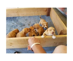 6 Full blood Red Nose Pitbull puppies - 4