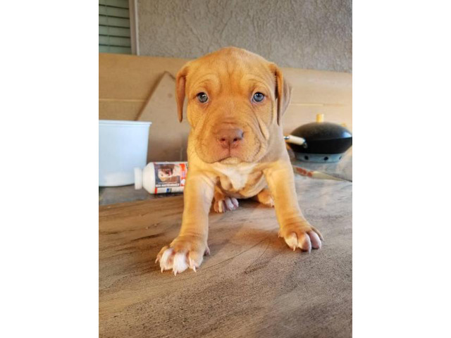 6 Full blood Red Nose Pitbull puppies in Sacramento, California