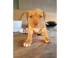 6 Full blood Red Nose Pitbull puppies - 5