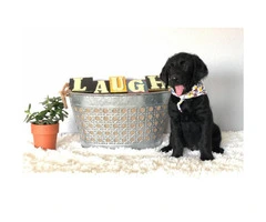 Gorgeous labradoodles for Sale - 1