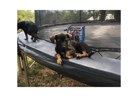 9 weeks old Mini Dachshund Jack Russell mix