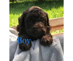 6 Beautiful F1b Giant Schnoodle Puppies - 3