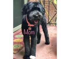 6 Beautiful F1b Giant Schnoodle Puppies - 8
