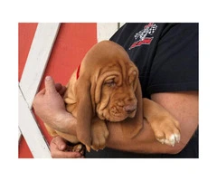Bloodhound puppies ready to leave - 2